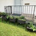 Photo of planters with newly planted vegetables. The planters appear diagonally starting in the lower right corner, and grass beneath them stretches out to the lower right corner. There's a white house behind the planters, and the planters stand in front of a porch that has a wrought-iron railing. The door to the house is white, with a large glass window in it, and there's a black mat in front of the door.