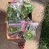 Cut bunches of basil leaves are in a rectangular, cardboard box that is sitting on the sidewalk. Grass is visible on the left-hand side of the frame, and a pair of scissors, with red handles, are sitting on the sidewalk next to the box, at the bottom of the frame.